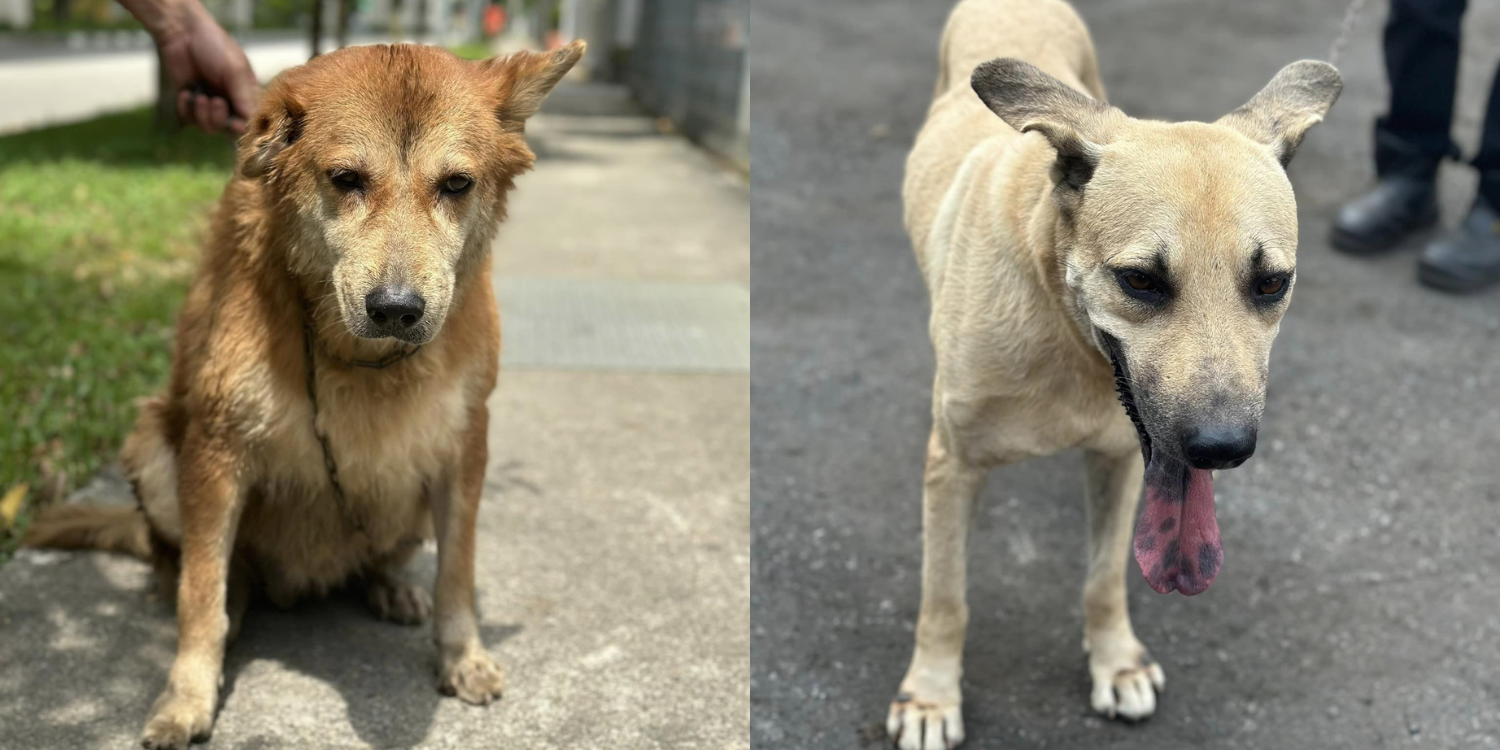 2 senior dogs chained at S'pore factory urgently need roofs over their heads