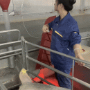 Woman in China happier after leaving corporate life to work at pig farm for S$1.1K/month