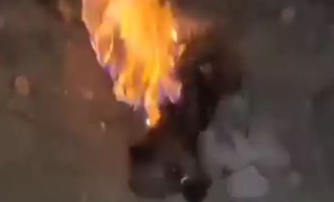 ‘Dastardly & cruel’: Dog left to burn after boy in M’sia allegedly sets it on fire