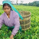 Planters’ Association of Ceylon statement on reported wage increase in the tea and rubber sector