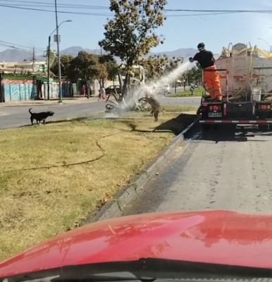 Excited dogs get free shower as truck slows down & man sprays water on them