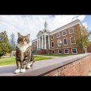 Max the Cat will receive a doctorate from US university after regular attendance for five years