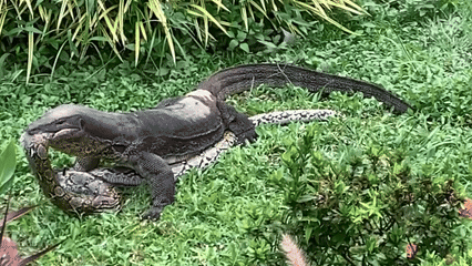 Monitor lizard eats & regurgitates huge python in Potong Pasir
