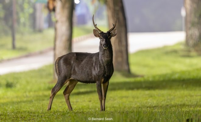 Photographer in S’pore captures nighttime picture of Sambar deer on Vesak Day using lighting from street lamps