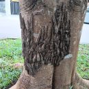 Skin-crawling caterpillars seen on tree outside JB house, creeps out some netizens
