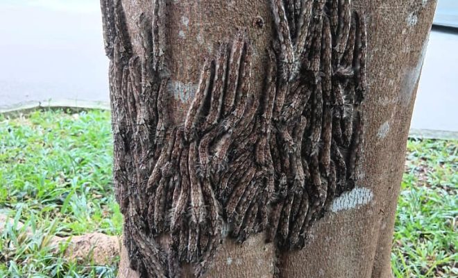 Skin-crawling caterpillars seen on tree outside JB house, creeps out some netizens