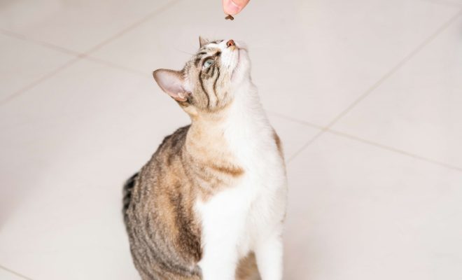 Up to 2 cats allowed for HDB flats, owners must license & microchip their felines by Sep 2026