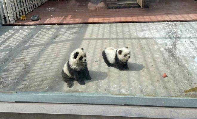 Zoo in China dyes Chow Chows to look like pandas, attracts queues