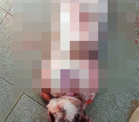 Man in M’sia slices cat open in gruesome footage, authorities appealing for information