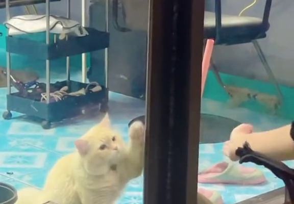 Woman in Thailand teaches cat to slide open door, but it kept pushing instead