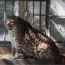 ‘As long as he’s healthy and happy’: Zoo in China gives up on helping obese leopard lose weight