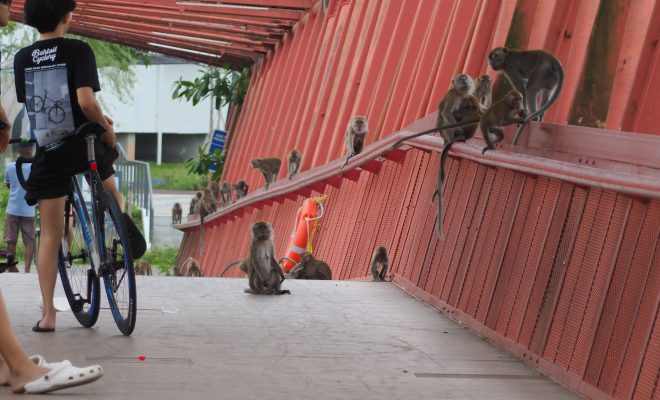 monkeys lorong halus red bridge