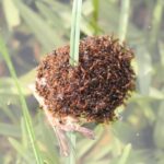 Council left to fund fire ant fight