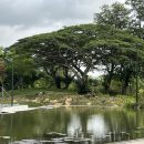 Japanese Garden in Jurong reopening in Sept, to have S’pore’s largest water lily collection