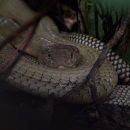 Wildlife enthusiast captures high-definition shots of venomous king cobra in Sungei Buloh