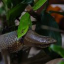 Wildlife enthusiasts capture clear footage of snake swallowing sun skink in Lower Peirce Reservoir Park