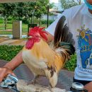 missing rooster tampines