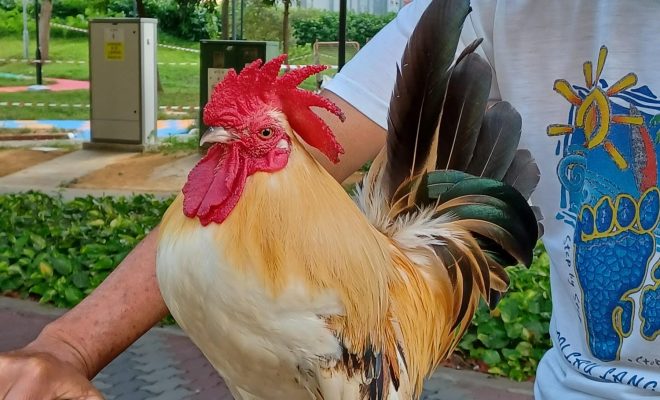 missing rooster tampines